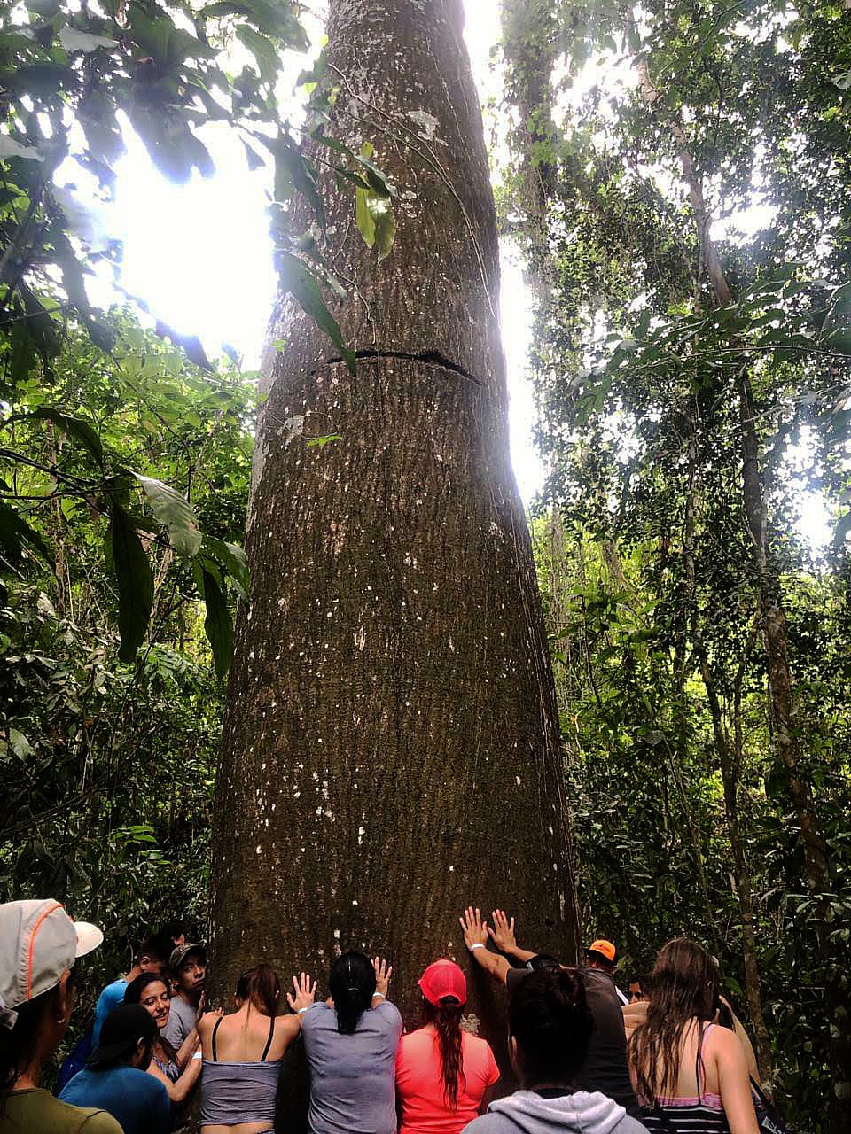 Árbol nativo colombiano